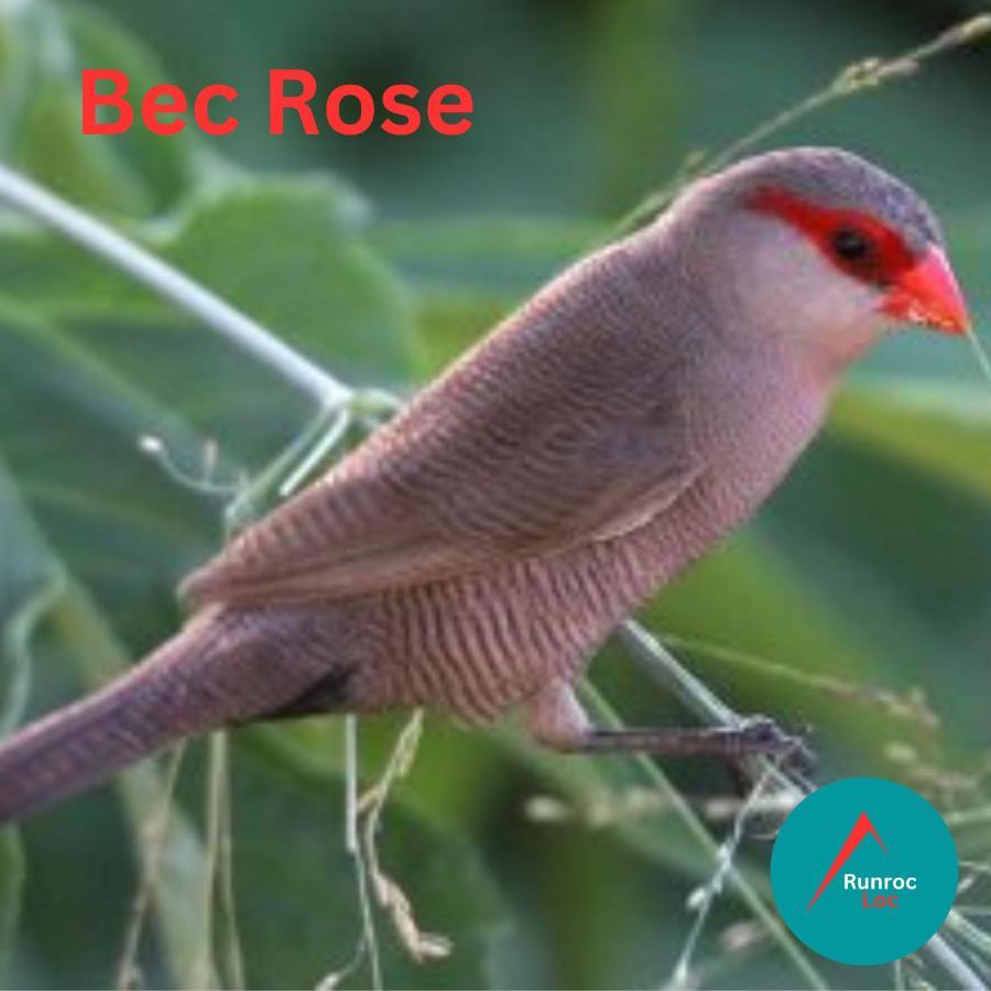 דירות סן-לו Bec Rose - Clim - Wi-Fi - Jardin מראה חיצוני תמונה